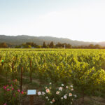 The Best Napa Dog-Friendly Wineries With Fabulous Wines