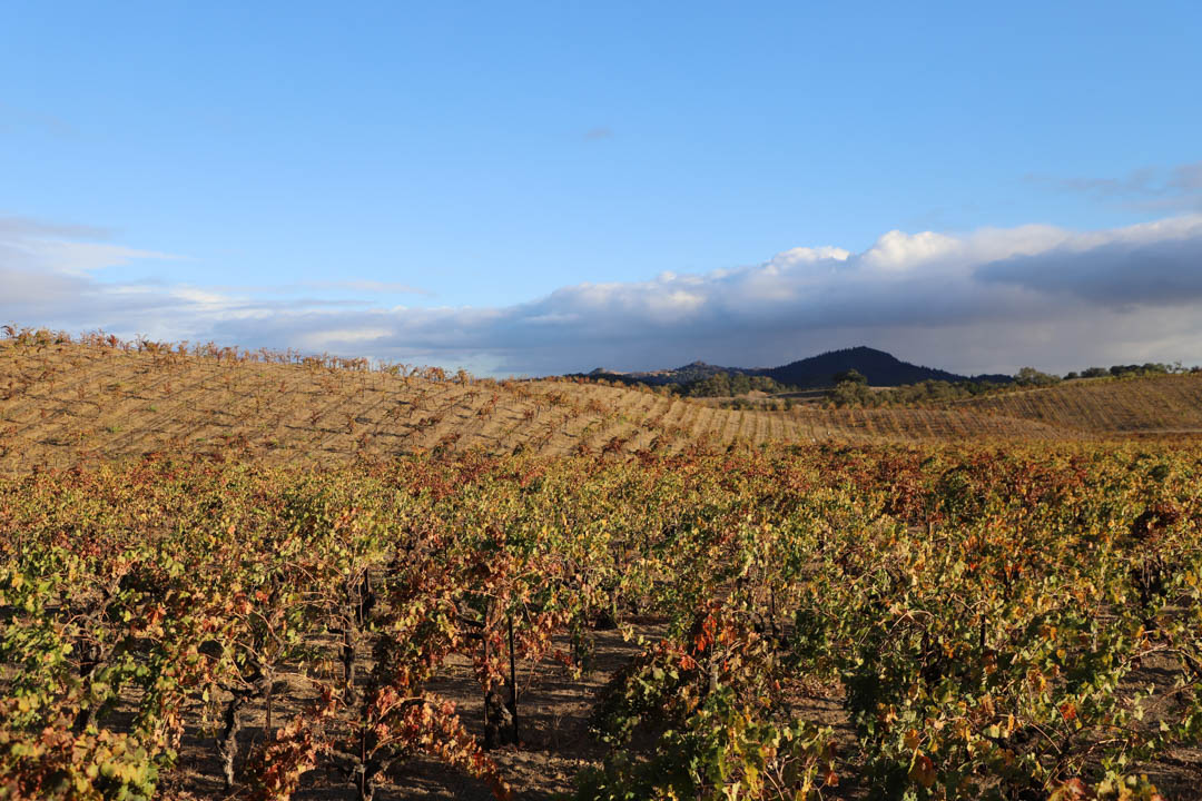 Ridge Winery
