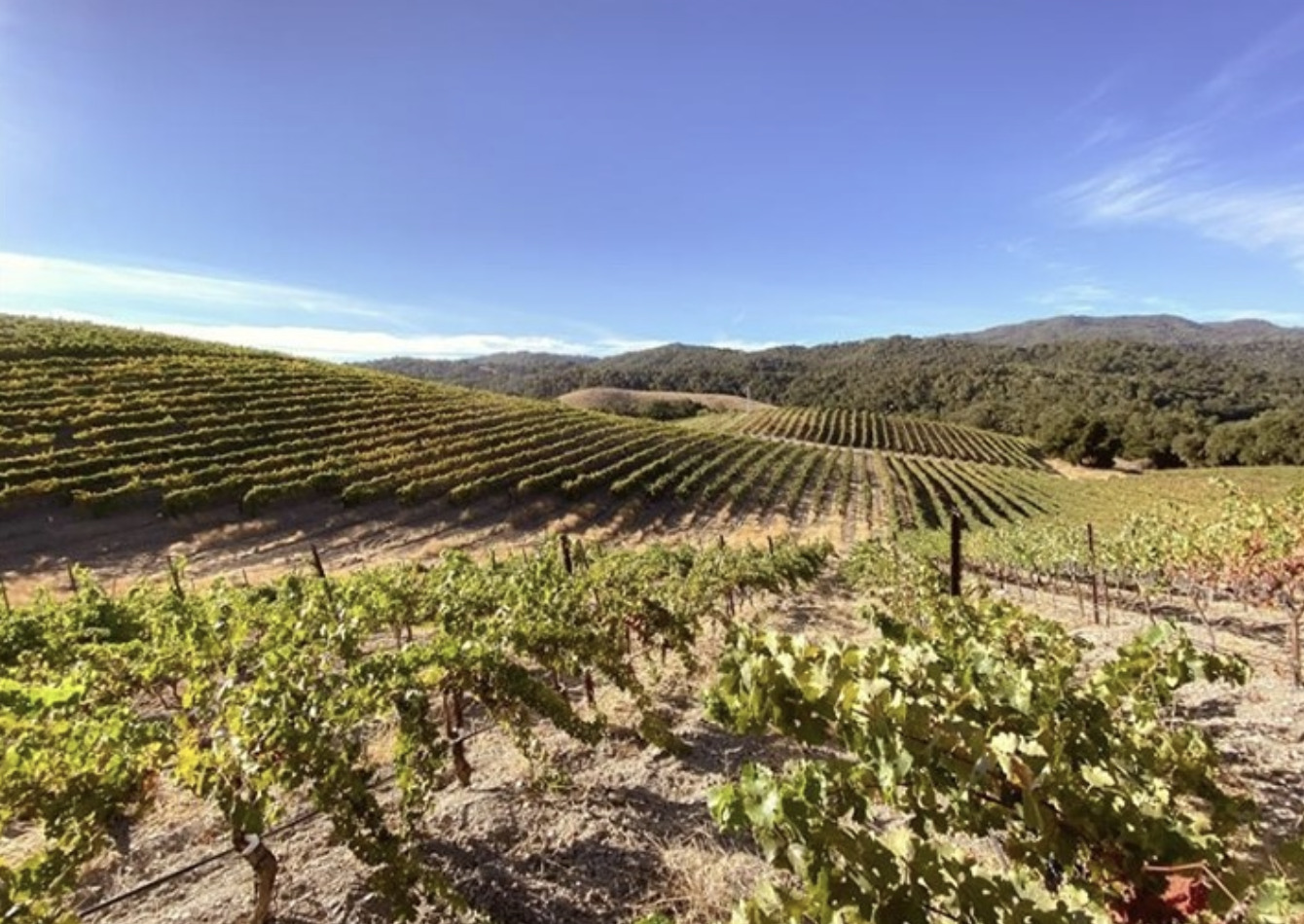 Kid-Friendly Paso Robles Wineries