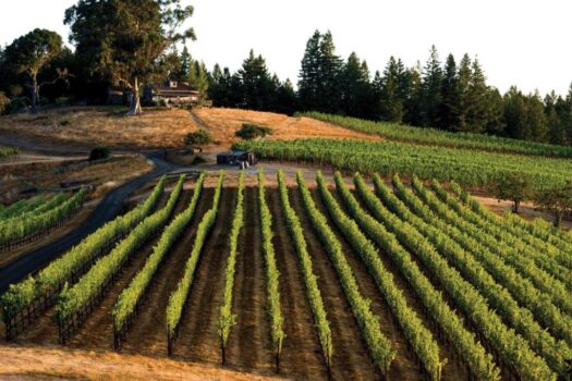 Peay Vineyards A Spectacular Sonoma Coast Winery