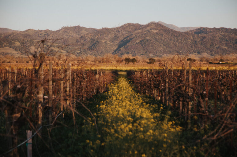 The Top 10 Geyserville Wineries to Visit