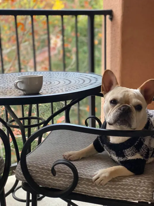 The Best California Dog Friendly Hotels