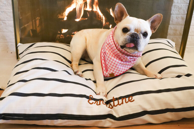 The Best Dog Products For Frenchie Ernestine